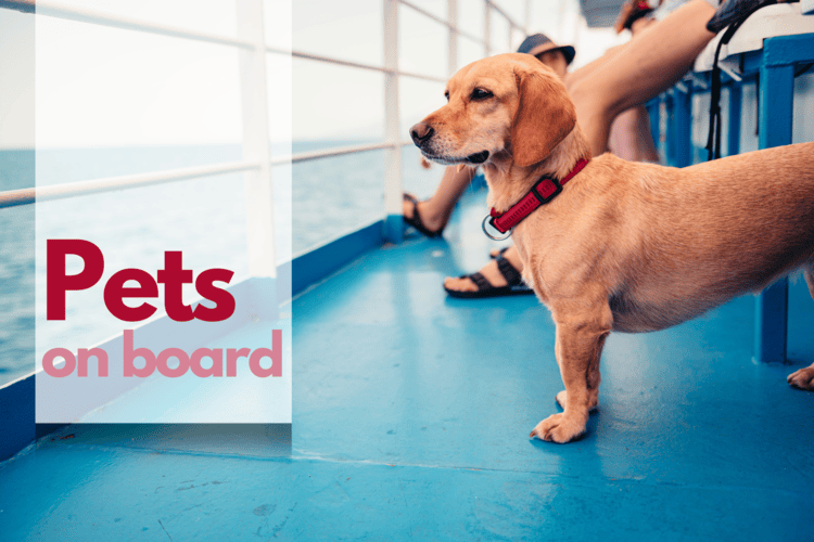 Travelling by Ferry with Pets: Everything You Need to Know