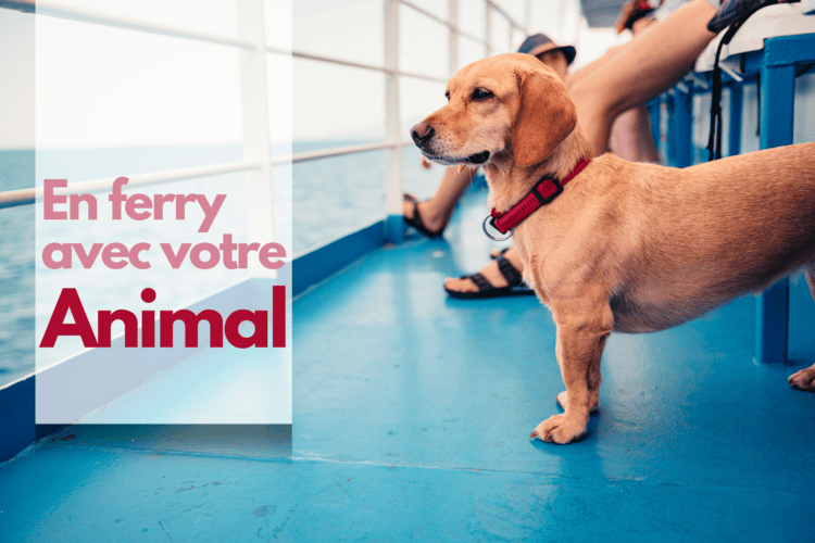 Voyager en ferry avec son animal : tout ce qu’il faut savoir